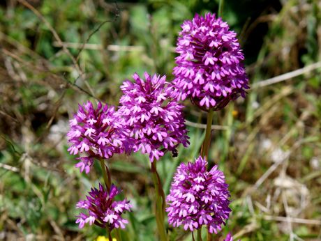 Anacamptis Pyramidalis