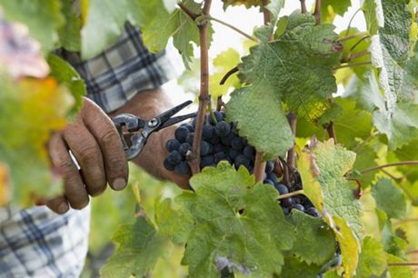 Cantine Aperte Umbria