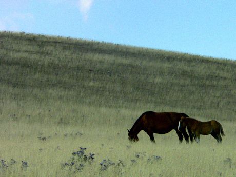 Horses Mount Subasio Umbria
