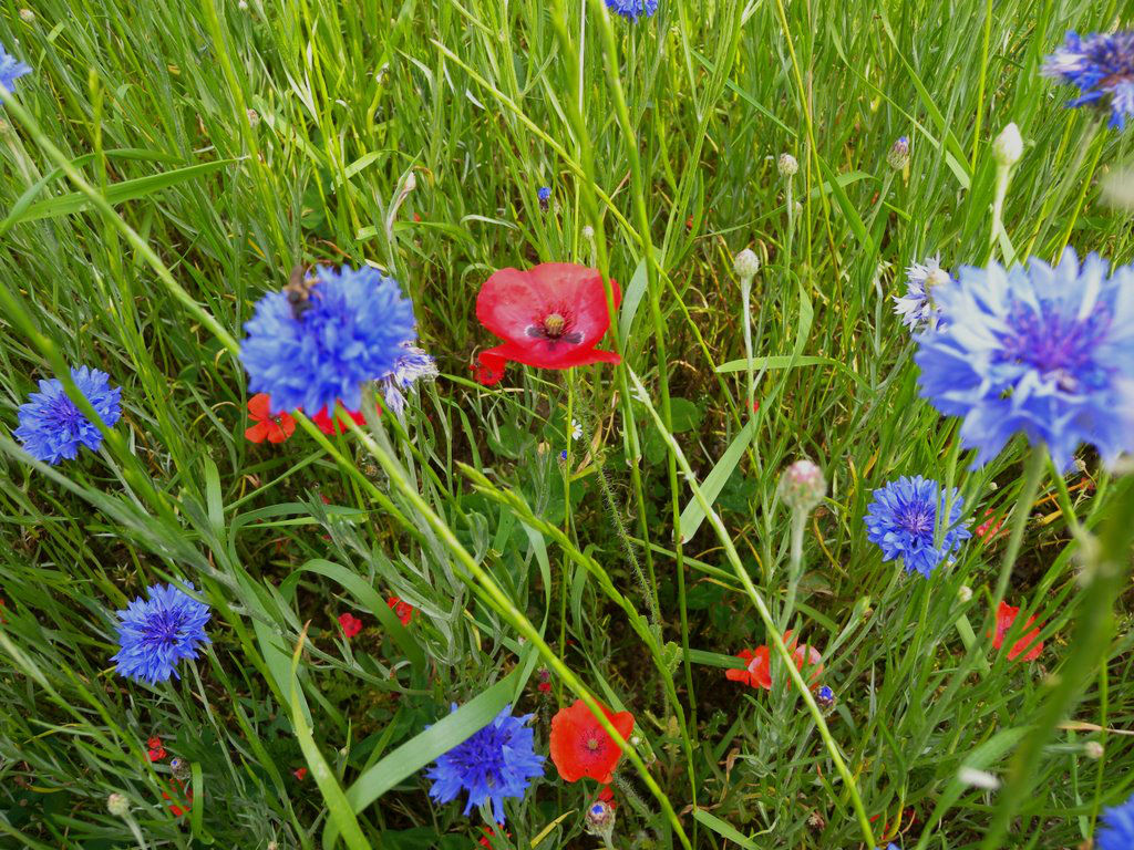 Cornflowers and poppies of Mount Subasio