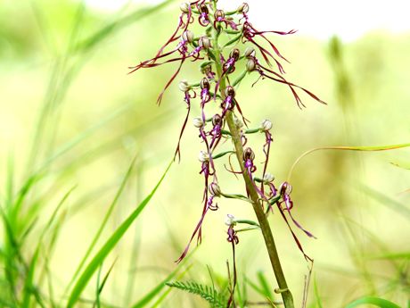 Himantoglossum Adriaticum