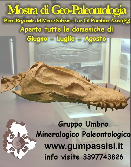 Geopaleontology exhibition