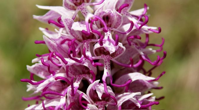 The wild orchids of  Mount Subasio Park