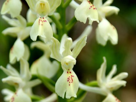 Orchis Provincialis