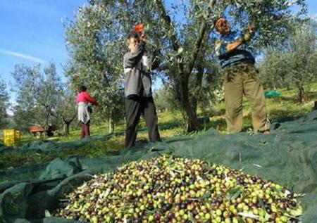 Crushers open Umbria - harvesting olives